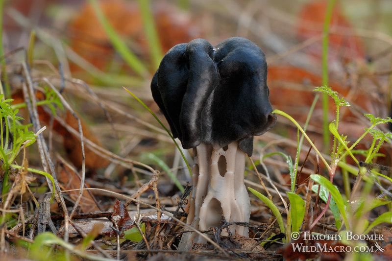 Black elfin saddle (Helvella dryophila).  Stebbins Cold Canyon Reserve, Solano County, California, USA. Stock Photo ID=FUN0071