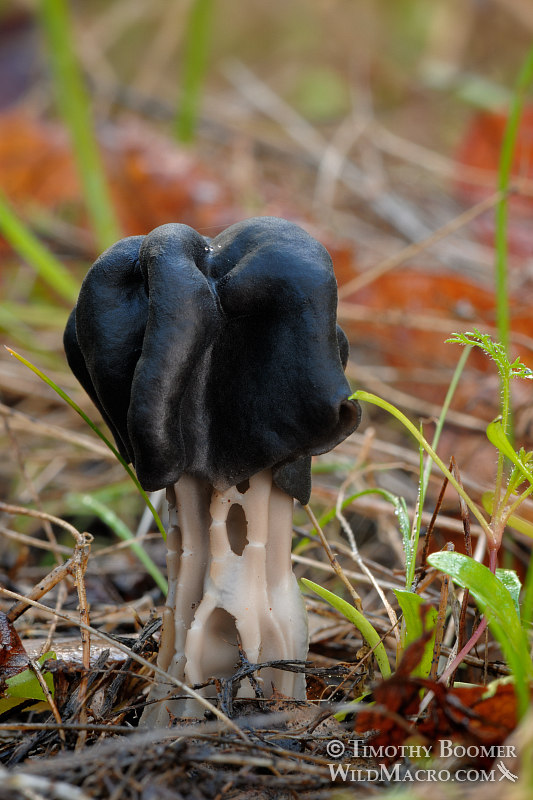 Black elfin saddle (Helvella dryophila).  Stebbins Cold Canyon Reserve, Solano County, California, USA. Stock Photo ID=FUN0072