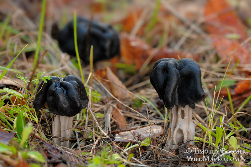 Black elfin saddle (Helvella dryophila).  Stebbins Cold Canyon Reserve, Solano County, California, USA. Stock Photo ID=FUN0073