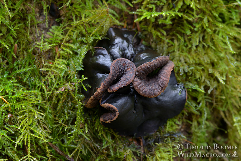 Black jelly drops (Bulgaria inquinans).  Kruse Rhododendron SNR, Sonoma County, California, USA.  Stock Photo ID=FUN0303