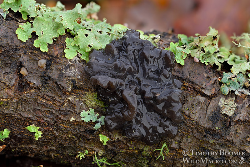 Black witch's butter (Exidia glandulosa). Briones Regional Park, Contra Costa County, California, USA. Stock Photo ID=FUN0337 Black witch's butter (Exidia glandulosa). Briones Regional Park, Contra Costa County, California, USA. Stock Photo ID=FUN0337