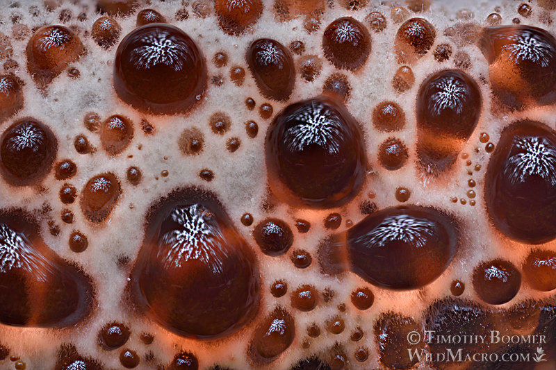 Bleeding blue tooth (Hydnellum cyanopodium). Humboldt County, California, USA.  Stock Photo ID=FUN0372