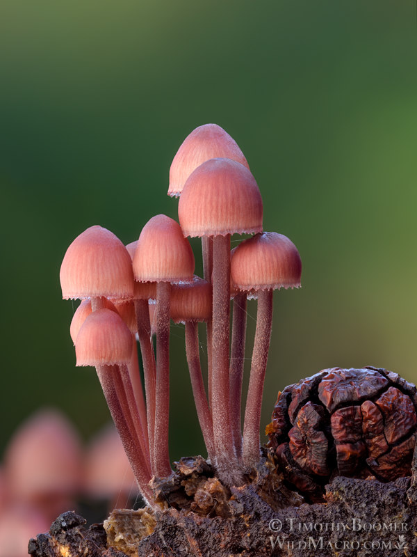 Bleeding fairy helmet (Mycena haematopus). Portola Redwoods State Park, San Mateo County, California, USA. Stock Photo ID=FUN0433 Bleeding fairy helmet (Mycena haematopus). Portola Redwoods State Park, San Mateo County, California, USA. Stock Photo ID=FUN0433