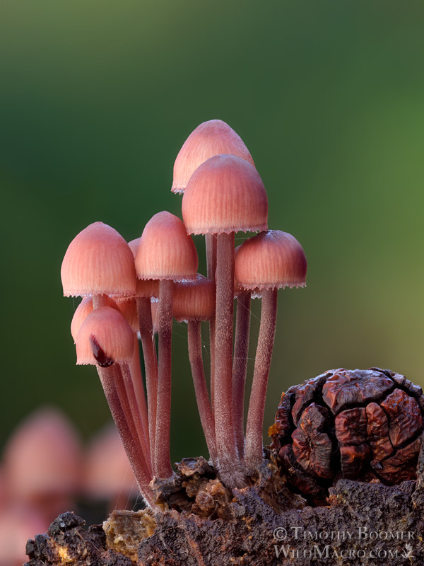 Bleeding fairy helmet (Mycena haematopus). Portola Redwoods State Park, San Mateo County, California, USA. Stock Photo ID=FUN0434 Bleeding fairy helmet (Mycena haematopus). Portola Redwoods State Park, San Mateo County, California, USA. Stock Photo ID=FUN0434