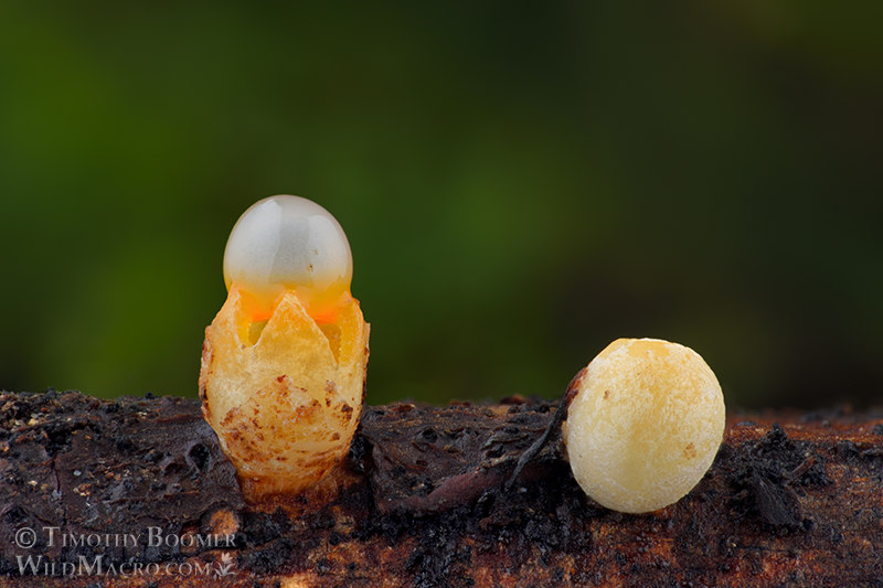 Cannonball fungus (Sphaerobolus stellatus).  Point Reyes National Seashore, Marin County, California, USA.  Stock Photo ID=FUN0326