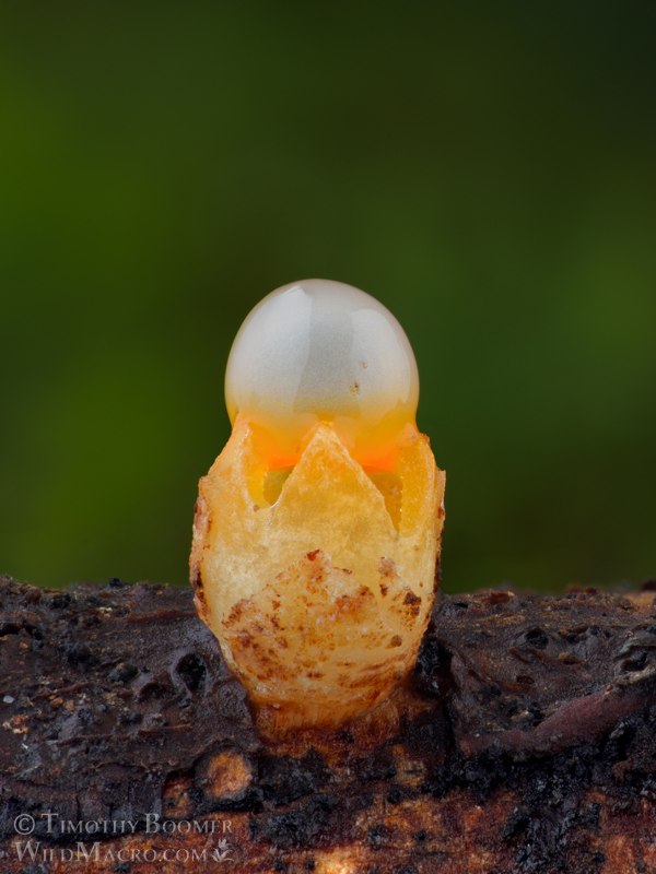 Cannonball fungus (Sphaerobolus stellatus).  Point Reyes National Seashore, Marin County, California, USA.  Stock Photo ID=FUN0326