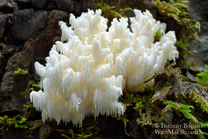 Comb tooth fungus (Hericium coralloides).  Portola Redwoods State Park, San Mateo County, California, USA. Stock Photo ID=FUN0236