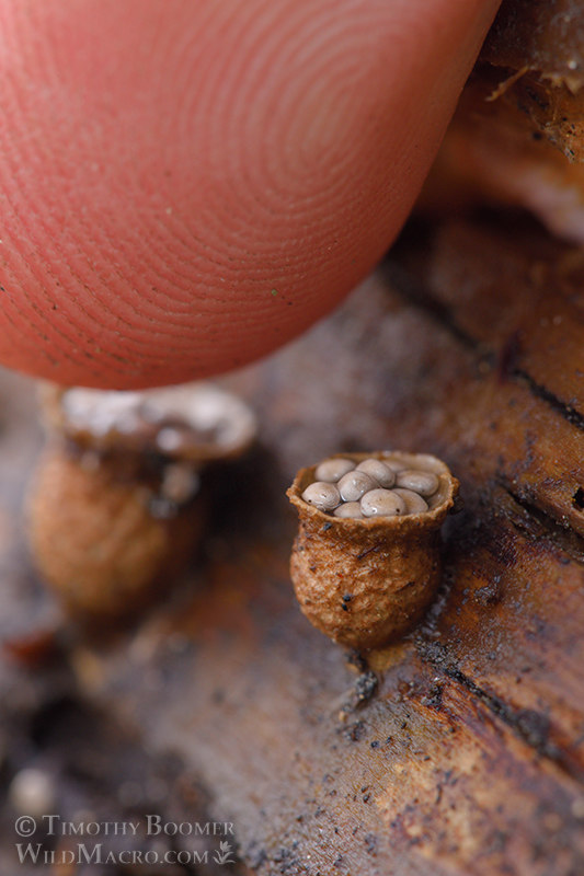 Common bird's nest fungus (Crucibulum laeve).  Tahoe National Forest, Nevada County, California, USA. Stock Photo ID=FUN0294