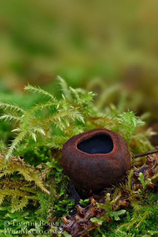 Corona cup (Plectania melastoma).  Humboldt County, California, USA. Stock Photo ID=FUN0417