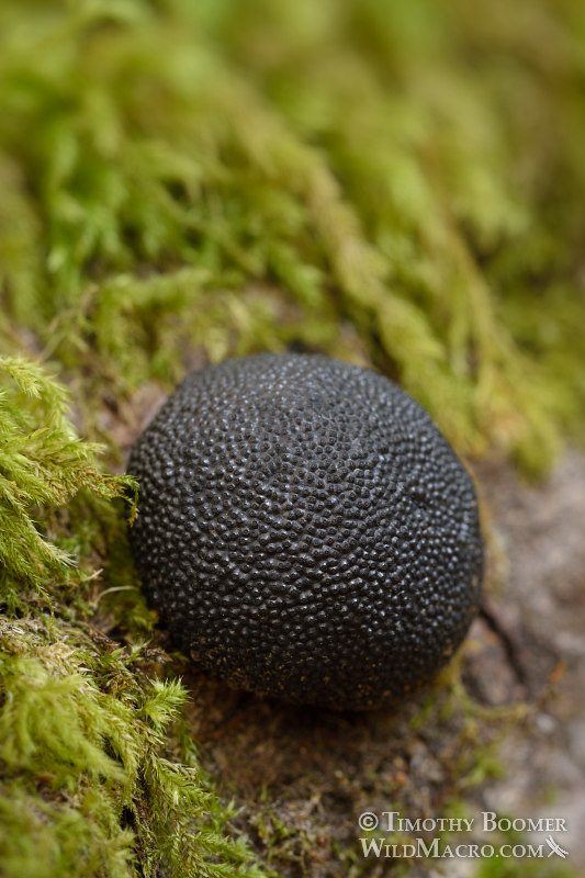Cramp balls (Annulohypoxylon thouarsianum). Kruse Rhododendron State Natural Reserve, Sonoma County, California, USA. Stock Photo ID=FUN0244 Cramp balls (Annulohypoxylon thouarsianum). Kruse Rhododendron State Natural Reserve, Sonoma County, California, USA. Stock Photo ID=FUN0244