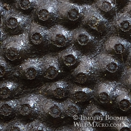 Cramp balls (Annulohypoxylon thouarsianum), crop depicting the sunken discs surrounding the spore-bearing perithecia. Kruse Rhododendron State Natural Reserve, Sonoma County, California, USA. Stock Photo ID=FUN0245 Cramp balls (Annulohypoxylon thouarsianum), crop depicting the sunken discs surrounding the spore-bearing perithecia. Kruse Rhododendron State Natural Reserve, Sonoma County, California, USA. Stock Photo ID=FUN0245