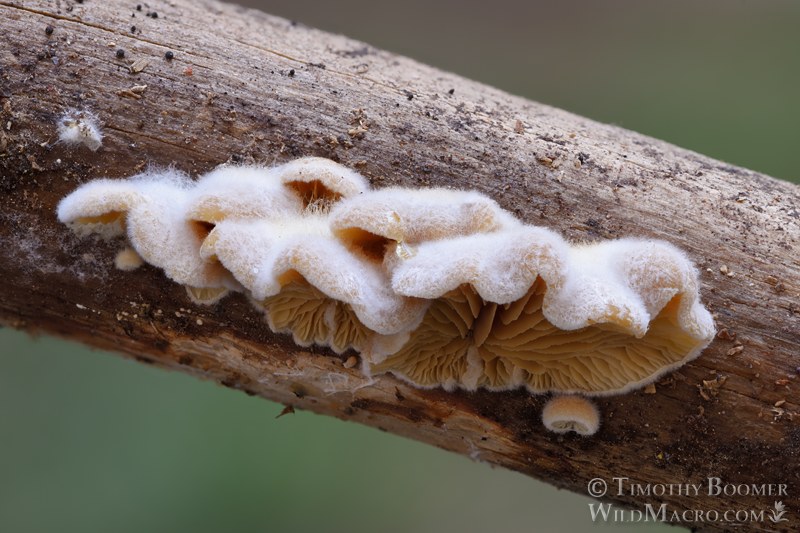 Crepidotus fimbriatus.  Eldorado National Forest, Sierra Nevada, Alpine County, California, USA. Stock Photo ID=FUN0449