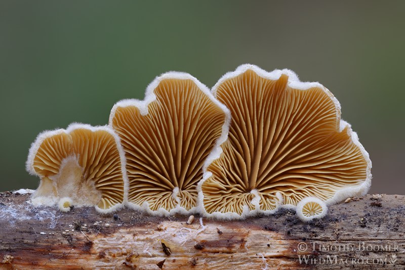 Crepidotus fimbriatus.  Eldorado National Forest, Sierra Nevada, Alpine County, California, USA. Stock Photo ID=FUN0450