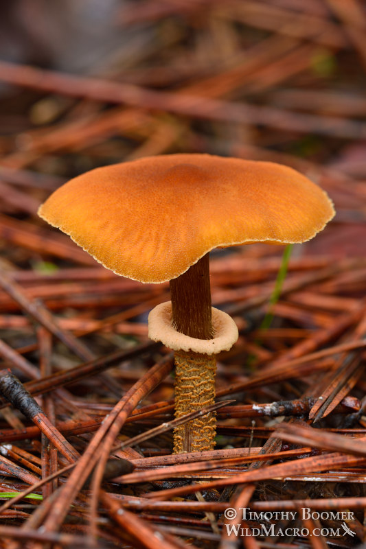 Conifer powder-cap (Cystoderma fallax).  Amador County, California, USA. Stock Photo ID=FUN0231
