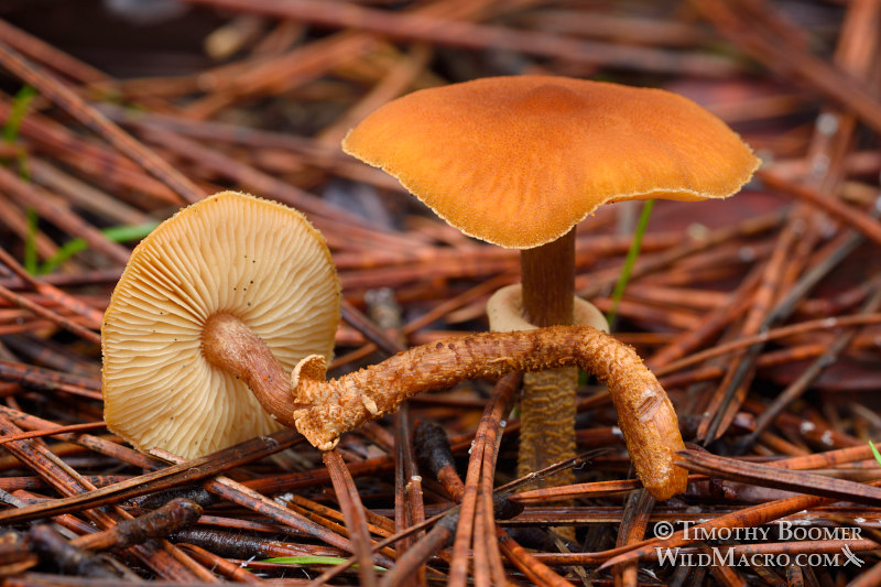 Conifer powder-cap (Cystoderma fallax).  Amador County, California, USA. Stock Photo ID=FUN0232