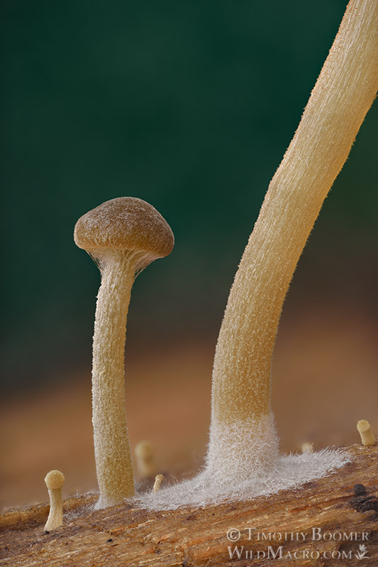 Dingy twiglet (Simocybe centunculus). Cultivated on valley oak in a moist chamber. Collected from Solano County, California, USA. Stock Photo ID=FUN0389 Dingy twiglet (Simocybe centunculus). Cultivated on valley oak in a moist chamber. Collected from Solano County, California, USA. Stock Photo ID=FUN0389