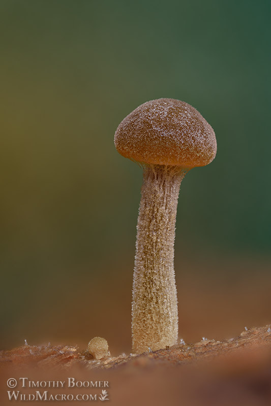 Dingy twiglet (Simocybe centunculus). Cultivated on valley oak in a moist chamber. Collected from Solano County, California, USA. Stock Photo ID=FUN0390 Dingy twiglet (Simocybe centunculus). Cultivated on valley oak in a moist chamber. Collected from Solano County, California, USA. Stock Photo ID=FUN0390