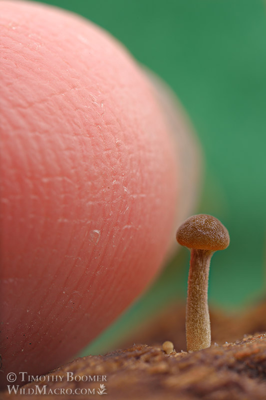 Dingy twiglet (Simocybe centunculus). Cultivated on valley oak in a moist chamber. Collected from Solano County, California, USA. Stock Photo ID=FUN0390 Dingy twiglet (Simocybe centunculus). Cultivated on valley oak in a moist chamber. Collected from Solano County, California, USA. Stock Photo ID=FUN0390