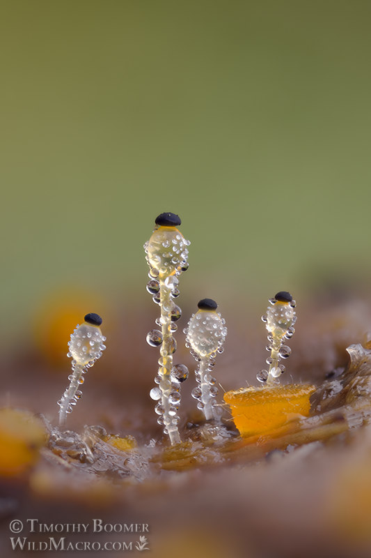 Dung cannon (Pilobolus crystallinus). Solano County, California, USA.  Stock Photo ID=FUN0404