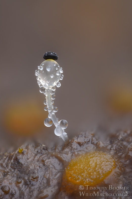 Dung cannon (Pilobolus crystallinus).  Solano County, California, USA.  Stock Photo ID=FUN0431