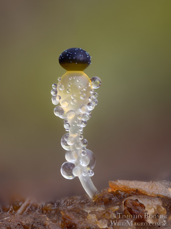 Dung cannon (Pilobolus crystallinus). Solano County, California, USA. Stock Photo ID=FUN0432 Dung cannon (Pilobolus crystallinus). Solano County, California, USA. Stock Photo ID=FUN0431
