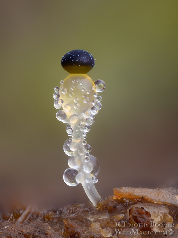 Dung cannon (Pilobolus crystallinus).  Solano County, California, USA.  Stock Photo ID=FUN0431