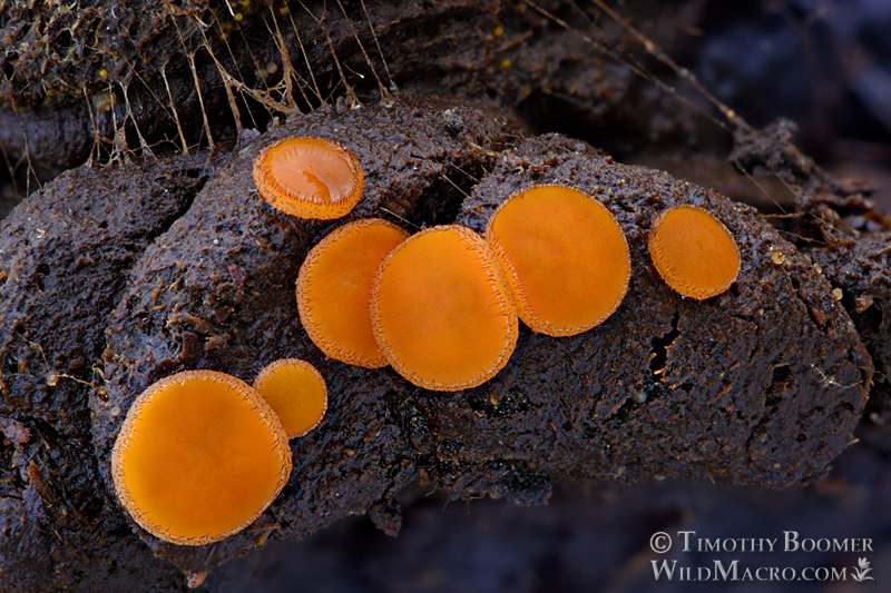 Dung eyelash cup (Cheilymenia fimicola).  Eldorado National Forest, Alpine County, California, USA. Stock Photo ID=FUN0300