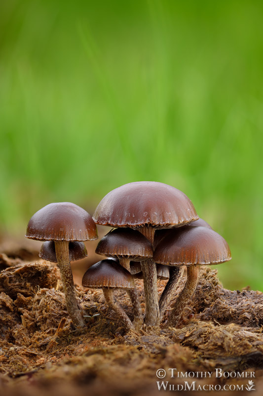 Dung-loving Deconica (Deconica coprophila). Solano County, California, USA. Stock Photo ID=FUN0343