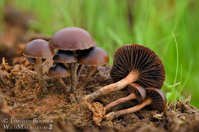 Dung-loving Deconica (Deconica coprophila). Solano County, California, USA. Stock Photo ID=FUN0344