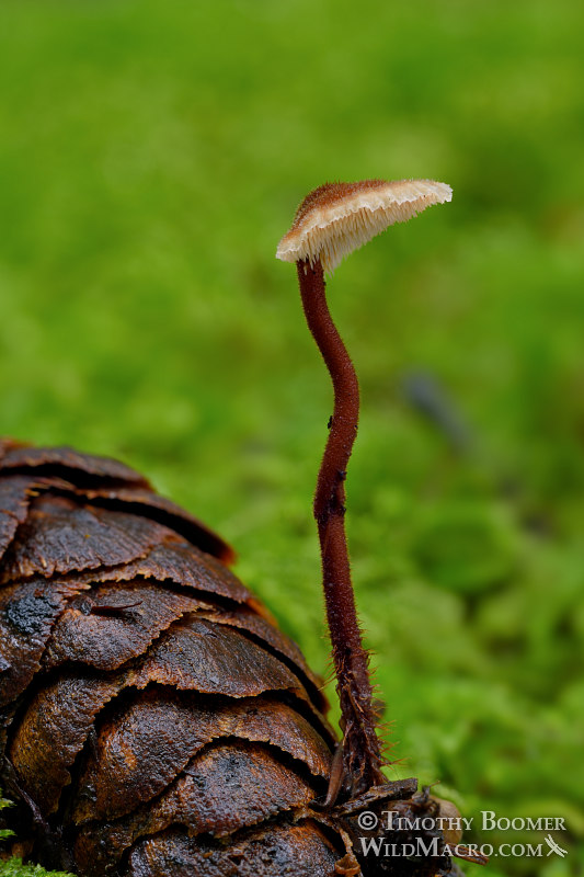 Earpick fungus (Auriscalpium vulgare).  Samuel P. Taylor State Park, Marin County, California, USA.  Stock Photo ID=FUN0281