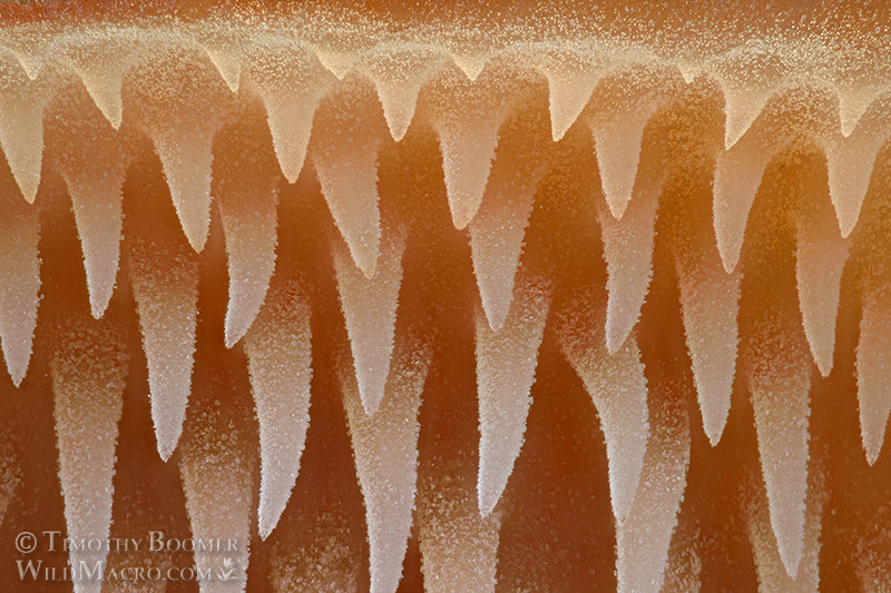 Earpick fungus (Auriscalpium vulgare). Mount Tamalpais State Park, Marin County, California, USA. Stock Photo ID=FUN0428 Earpick fungus (Auriscalpium vulgare). Mount Tamalpais State Park, Marin County, California, USA. Stock Photo ID=FUN0428