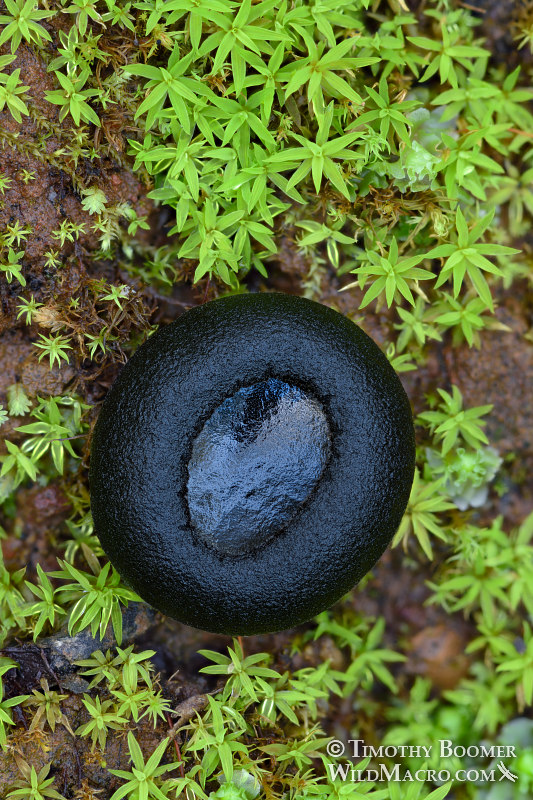 Ebony cup (Pseudoplectania nigrella). Lake Berryessa, Napa County, California, USA. Stock Photo ID=FUN0278 Ebony cup (Pseudoplectania nigrella). Lake Berryessa, Napa County, California, USA. Stock Photo ID=FUN0278