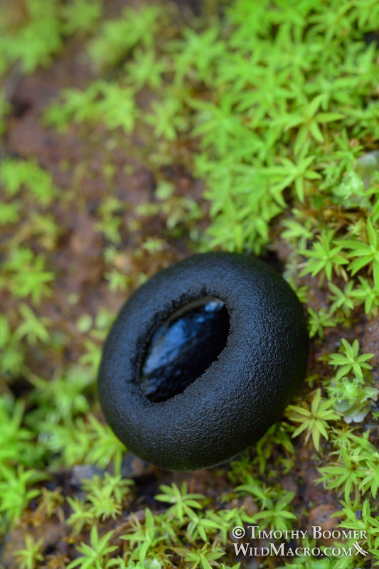 Ebony cup (Pseudoplectania nigrella). Lake Berryessa, Napa County, California, USA. Stock Photo ID=FUN0279 Ebony cup (Pseudoplectania nigrella). Lake Berryessa, Napa County, California, USA. Stock Photo ID=FUN0279