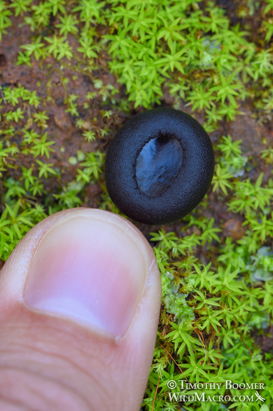 Ebony cup (Pseudoplectania nigrella), with adult thumb for scale. Lake Berryessa, Napa County, California, USA. Stock Photo ID=FUN0280 Ebony cup (Pseudoplectania nigrella), with adult thumb for scale. Lake Berryessa, Napa County, California, USA. Stock Photo ID=FUN0280