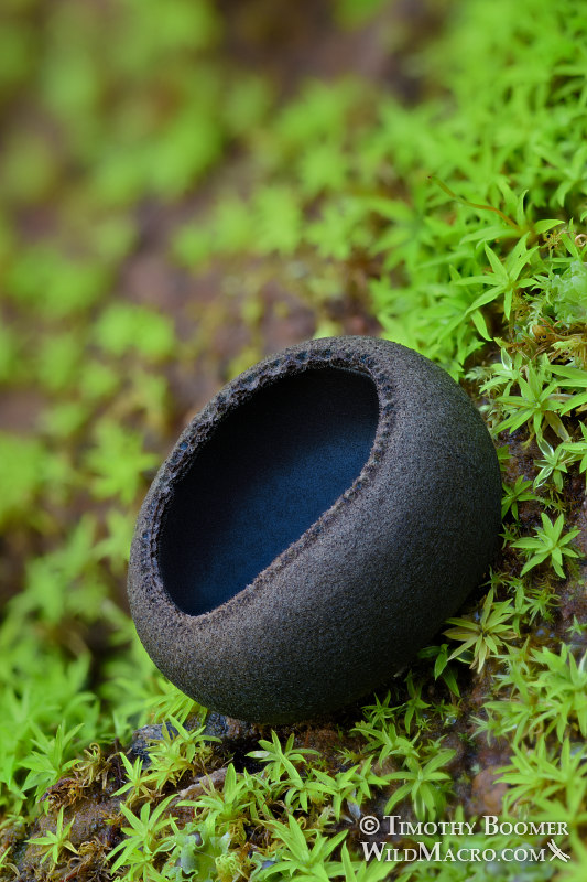 Ebony cup (Pseudoplectania nigrella). Lake Berryessa, Napa County, California, USA. Stock Photo ID=FUN0286 Ebony cup (Pseudoplectania nigrella). Lake Berryessa, Napa County, California, USA. Stock Photo ID=FUN0286