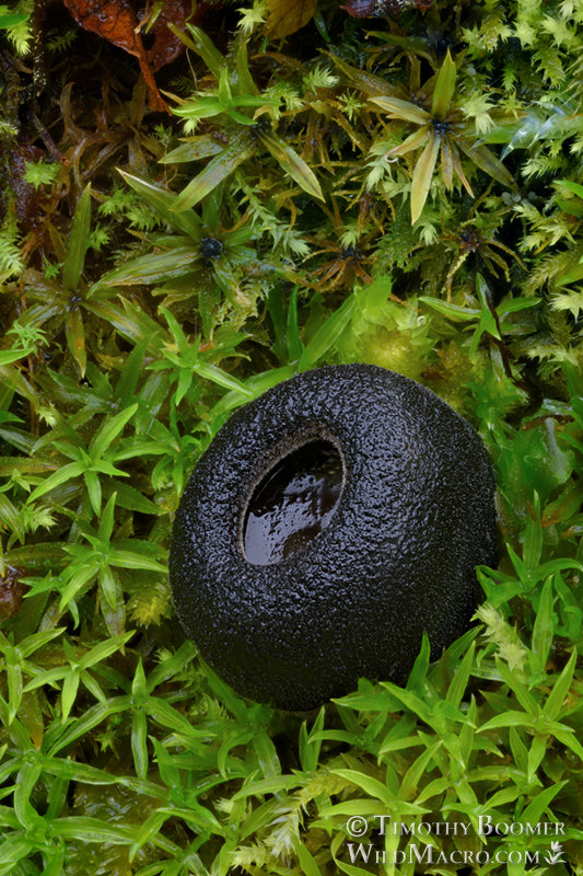 Ebony cup (Pseudoplectania nigrella). Lake Berryessa, Napa County, California, USA. Stock Photo ID=FUN0331 Ebony cup (Pseudoplectania nigrella). Lake Berryessa, Napa County, California, USA. Stock Photo ID=FUN0331