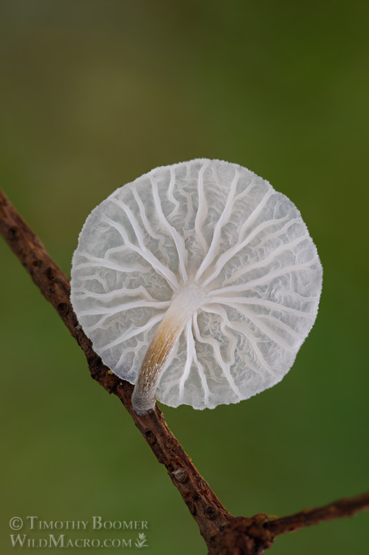 Fairy parachutes (Marasmiellus candidus).  Stillwater Cove Regional Park, Sonoma County, California, USA.  Stock Photo ID=FUN0393