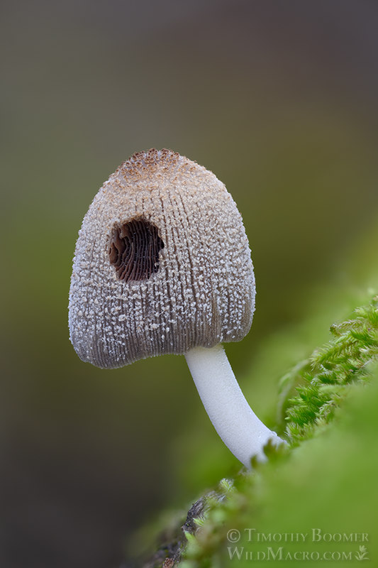 Firerug inkcap (Coprinellus domesticus).  Solano County, California, USA. Stock Photo ID=FUN0443