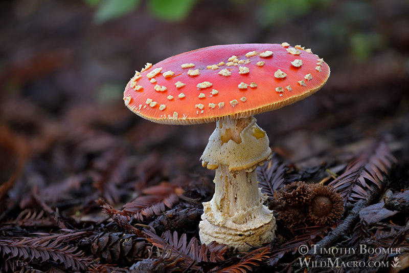 Fly agaric (Amanita muscaria var. flavivolvata). Stillwater Cove Regional Park, Sonoma County, California, USA. Stock Photo ID=FUN0332 Fly agaric (Amanita muscaria var. flavivolvata). Stillwater Cove Regional Park, Sonoma County, California, USA. Stock Photo ID=FUN0332