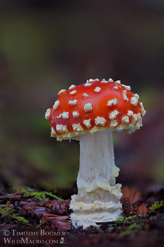 Fly agaric (Amanita muscaria var. flavivolvata).  Kruse Rhododendron SNR, Sonoma County, California, USA.  Stock Photo ID=FUN0392