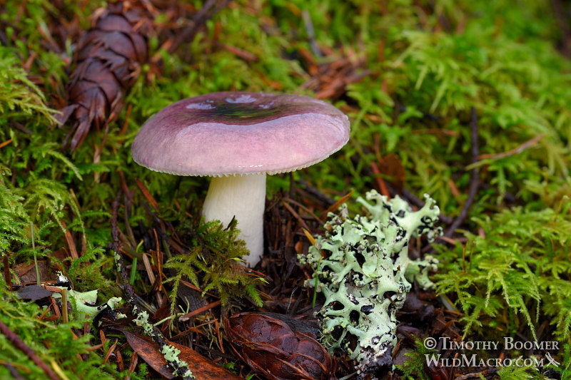 Fragile russula (Russula fragilis).  Mount Tamalpais State Park, Marin County, California, USA.  Stock Photo ID=FUN0259