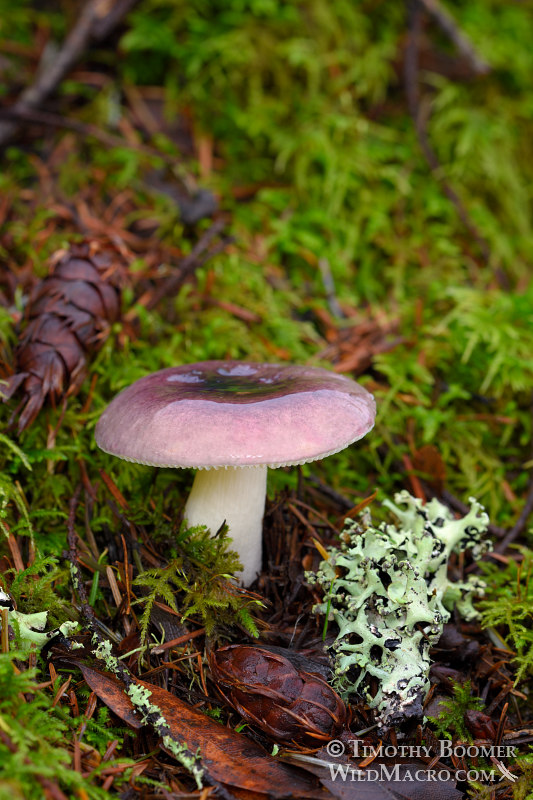 Fragile russula (Russula fragilis).  Mount Tamalpais State Park, Marin County, California, USA.  Stock Photo ID=FUN0260