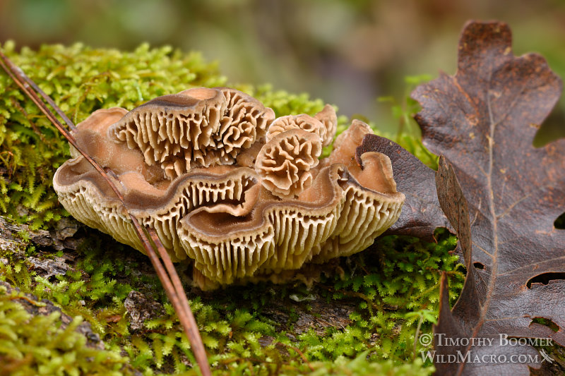Gilled polypore (Trametes betulina). Indian Grinding Rock State Historic Park, Pine Grove, Amador County, California, USA. Stock Photo ID=FUN0199 Gilled polypore (Trametes betulina). Indian Grinding Rock State Historic Park, Pine Grove, Amador County, California, USA. Stock Photo ID=FUN0199