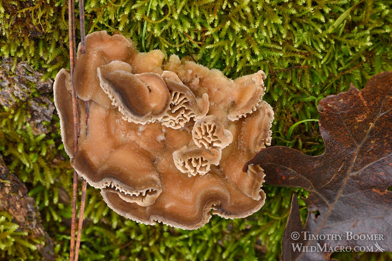 Gilled polypore (Trametes betulina). Indian Grinding Rock State Historic Park, Pine Grove, Amador County, California, USA. Stock Photo ID=FUN0200 Gilled polypore (Trametes betulina). Indian Grinding Rock State Historic Park, Pine Grove, Amador County, California, USA. Stock Photo ID=FUN0200