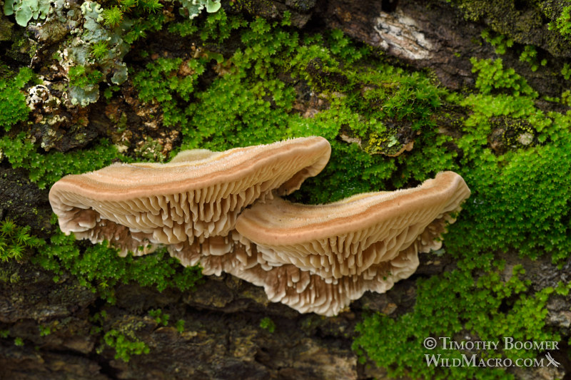 Gilled polypore (Trametes betulina). Black Diamond Mines Regional Preserve, Antioch, Contra Costa County, California, USA. Stock Photo ID=FUN0203 Gilled polypore (Trametes betulina). Black Diamond Mines Regional Preserve, Antioch, Contra Costa County, California, USA. Stock Photo ID=FUN0203
