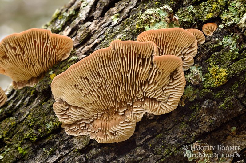 Gilled polypore (Trametes betulina). Black Diamond Mines Regional Preserve, Antioch, Contra Costa County, California, USA. Stock Photo ID=FUN0204 Gilled polypore (Trametes betulina). Black Diamond Mines Regional Preserve, Antioch, Contra Costa County, California, USA. Stock Photo ID=FUN0204