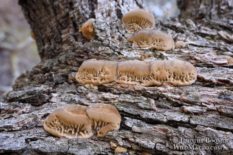 Gilled polypore (Trametes betulina), young specimens emerging from a fallen oak tree. Black Diamond Mines Regional Preserve, Antioch, Contra Costa County, California, USA. Stock Photo ID=FUN0235 Gilled polypore (Trametes betulina), young specimens emerging from a fallen oak tree. Black Diamond Mines Regional Preserve, Antioch, Contra Costa County, California, USA. Stock Photo ID=FUN0235