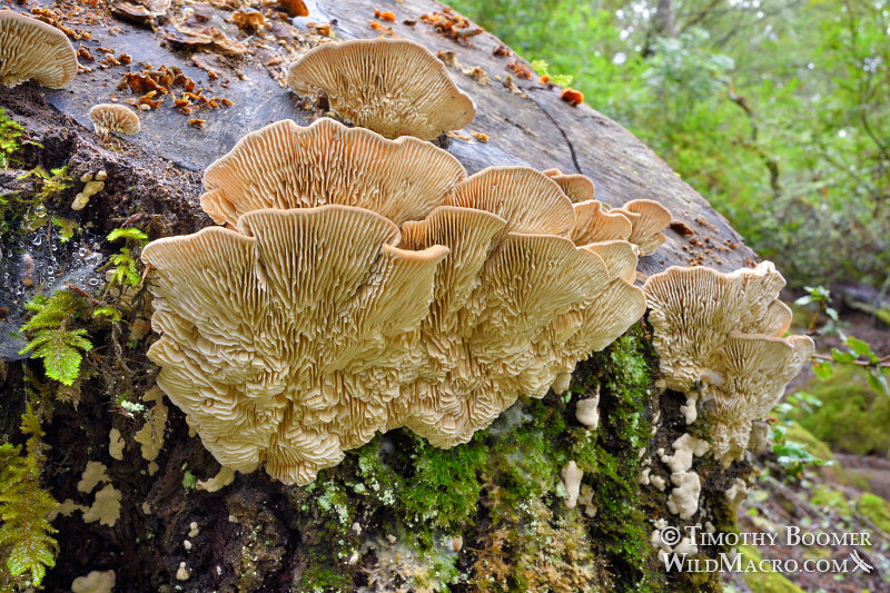 Gilled polypore (Trametes betulina). Mount Tamalpais State Park, Marin County, California, USA. Stock Photo ID=FUN0255 Gilled polypore (Trametes betulina). Mount Tamalpais State Park, Marin County, California, USA. Stock Photo ID=FUN0255