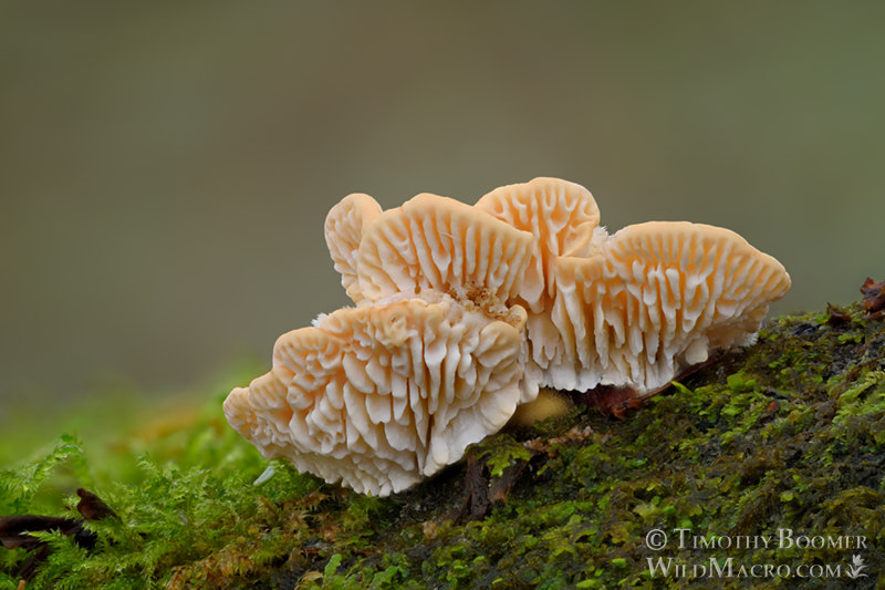 Gilled polypore (Trametes betulina). Mount Tamalpais State Park, Marin County, California, USA. Stock Photo ID=FUN0346 Gilled polypore (Trametes betulina). Mount Tamalpais State Park, Marin County, California, USA. Stock Photo ID=FUN0346