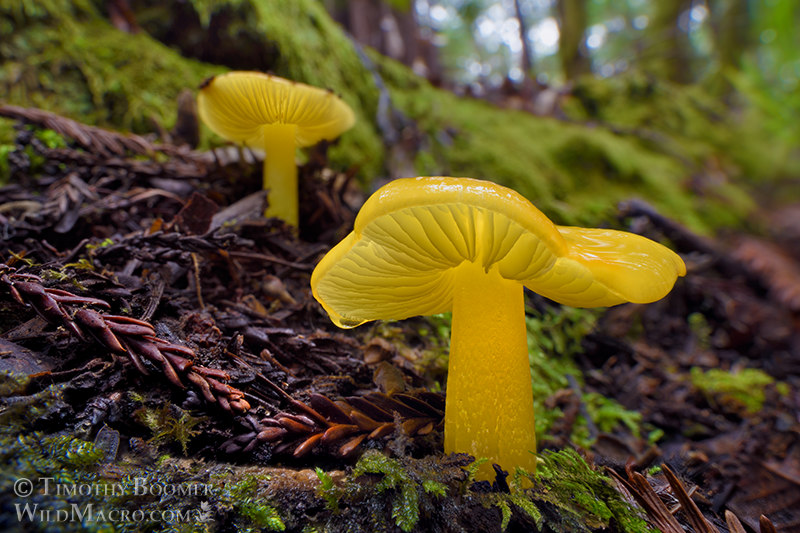 Golden waxy cap (Hygrocybe flavescens).  Kruse Rhododendron SNR, Sonoma County, California, USA.  Stock Photo ID=FUN0367